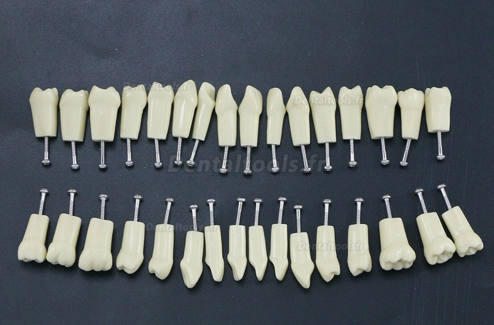 Modèle de simulation de typodonte dentaire avec 32 dents amovibles compatible avec Frasaco AG3